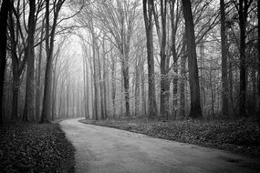 road in a foggy forest