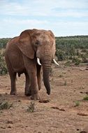 elephant in natural environment of africa