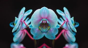 blue orchid on a black background