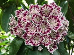 mountain laurel, lush white-purple inflorescence