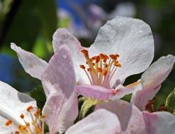 Macro photo of Apple Blossoms