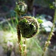 young spun fern leaf