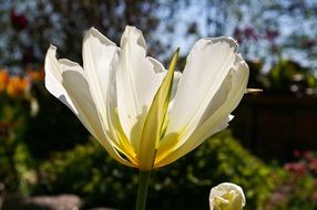 white and yellow tulips