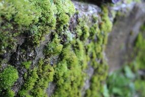 green moss on the stone