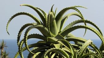 big cactus in catus park in cyprus