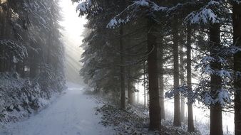 Landscape of forest covered with snow