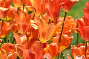 Colorful tulips blossom in the spring close-up on blurred background