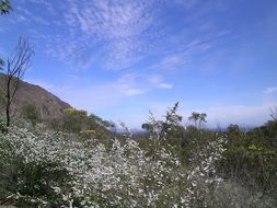 wild flowers meadow in Australia