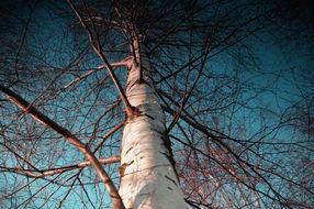 Beautiful tall birch tree and beautiful blue sky