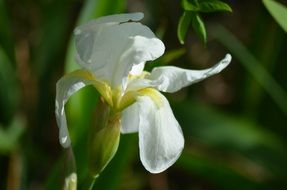 White Iris close-up on blurred background