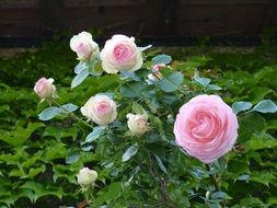 wonderful pink Roses Bush