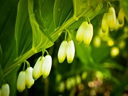 white lilies of the valley with green leaves