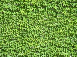 green leaves as a structure