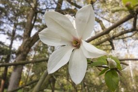 big white magnolia flower