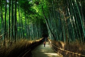 natural bamboo forest in a park in japan