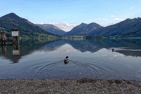Swimming ducks in a lake