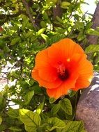 wonderful Hibiscus Flower
