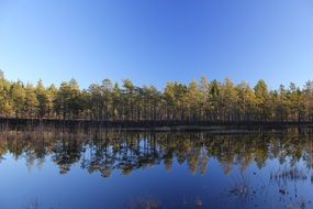 grove of trees near the river