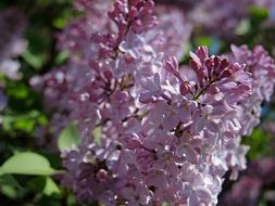 lush lilac in the bright sun close up