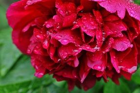 red peony in raindrops close up