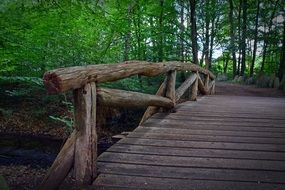 Wooden Bridge in a bright green forest