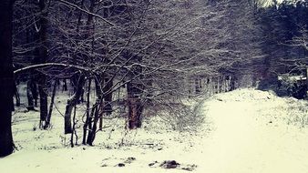 winter in the forest Poland Rumia