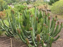 prickly cactus plant on Canary Islands