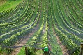 vineyards in New Zealand