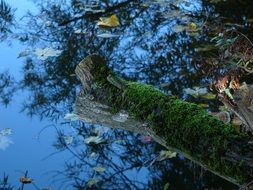 green moss in a picturesque landscape