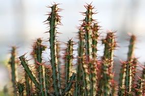 fleshy plant with large spines close-up
