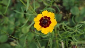 wild yellow brown flower