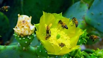 bees on a yellow cactus flower