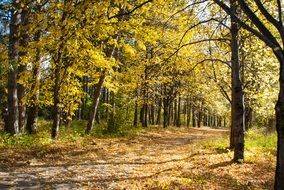 Autumnal yellow forest in a park