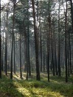 Autumn Forest with sun Light scene