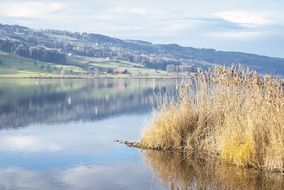 Reeds on Lake Bank at Water in idyllic autumn lanscape, switzerland, baldegg