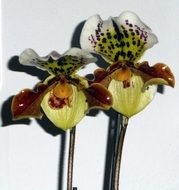 two spotted orchids
