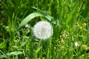 fluffy dandelion among wild plants