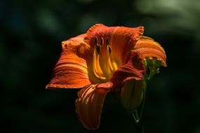 orange lily in the sun close up