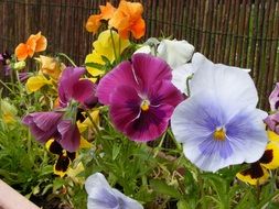 variety of pansies in the garden