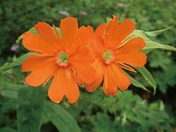 two dark orange flowers close-up