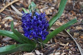 blue hyacinth in the flowerbed