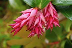 Beautiful pink flowers on the plant close-up on blurred background