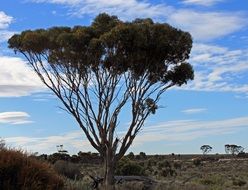 Trees in the outback in Australia