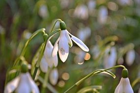 Snowdrops Flowers