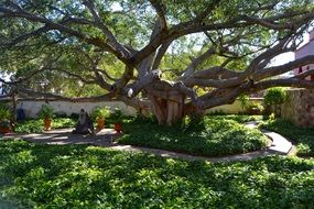 tree with a big trunk