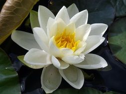 filigreed white water lily