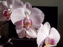 white orchid phalaenopsis