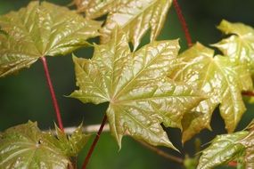 new Green maple Leaves