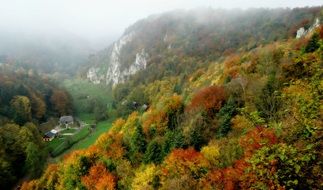 colorful forest on mountain side at fall