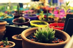 cacti and succulent plants in flower pots